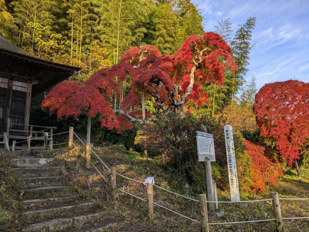 中釜戸のシダレモミジ