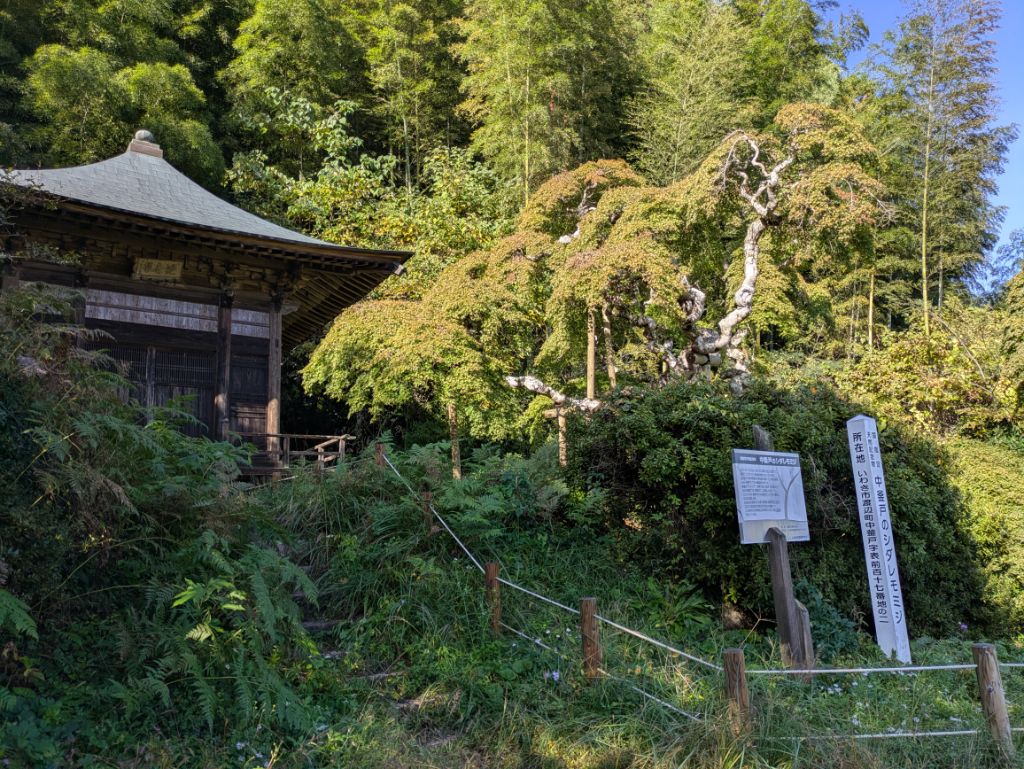 中釜戸のシダレモミジ