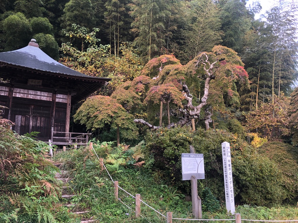 中釜戸のシダレモミジ