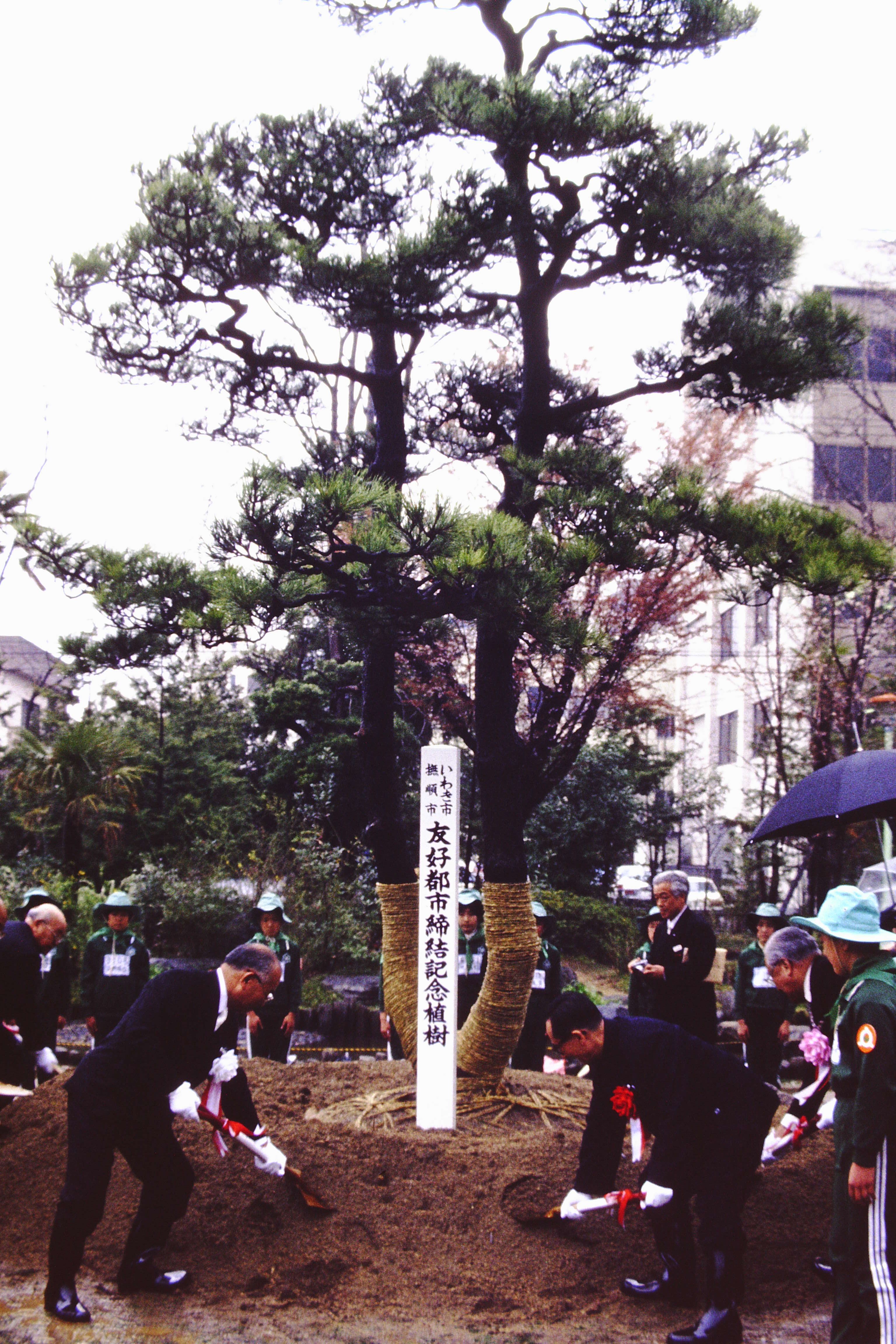 撫順市友好都市締結記念クロマツの植樹(昭和57年4月、いわき市撮影)