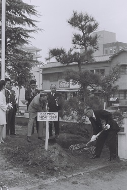 市制5周年記念植樹・市の木「くろまつ」を植樹(昭和46年10月、いわき市撮影)