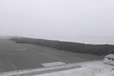 新舞子浜の防潮林(昭和54年6月、いわき市撮影)