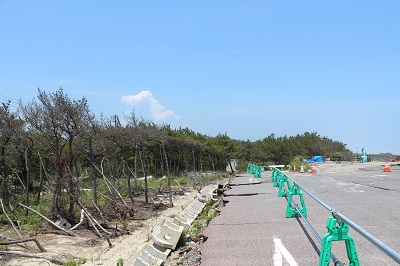 東日本大震災の地震や津波で被害を受けた新舞子海岸のマツの防潮林（新舞子ビーチ付近）(平成23年6月、いわき市撮影)