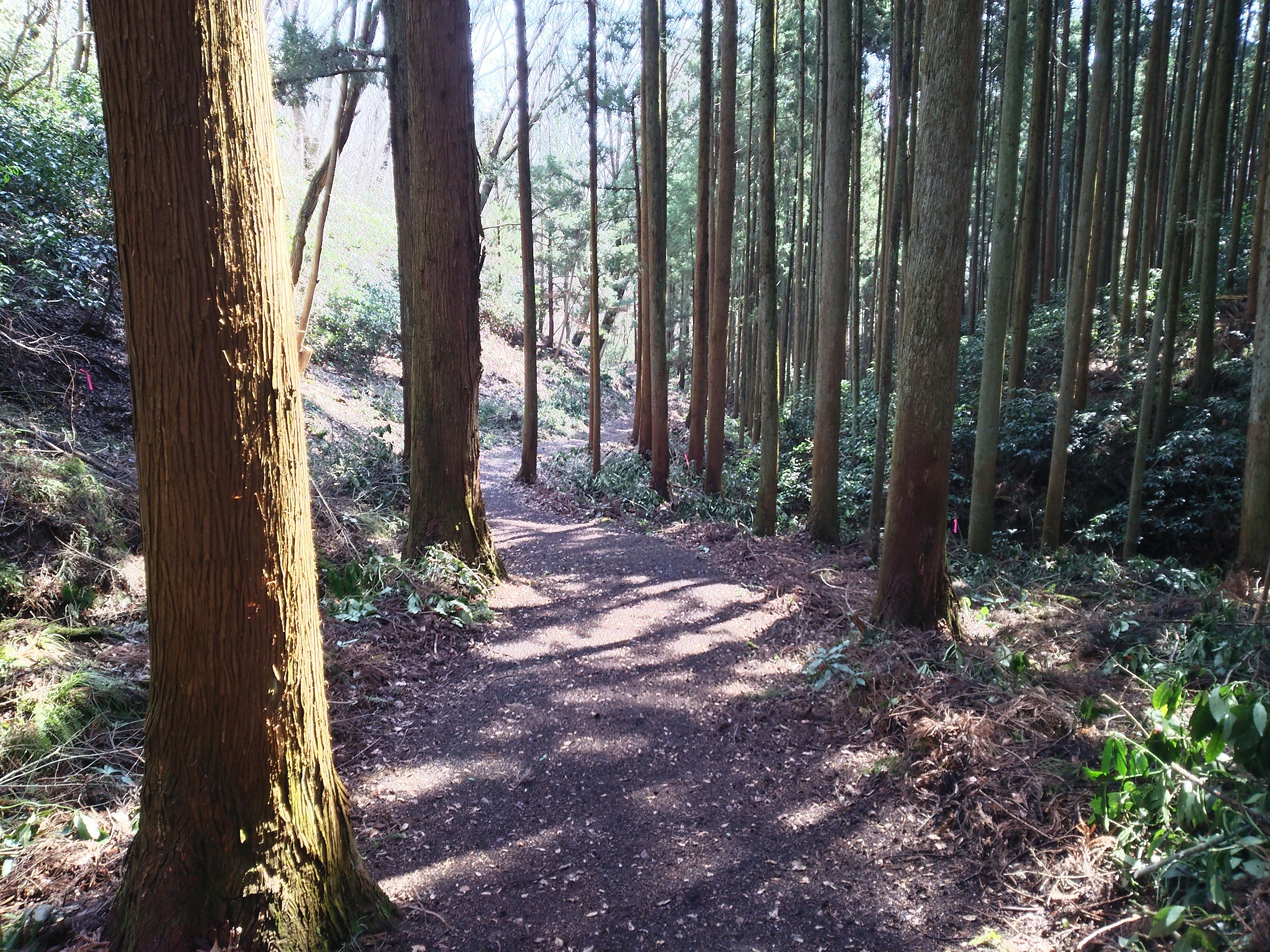 開放感のある木立の中をゆったりと歩いて行ける道