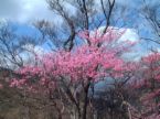 三森山に咲くアカヤシオの様子
