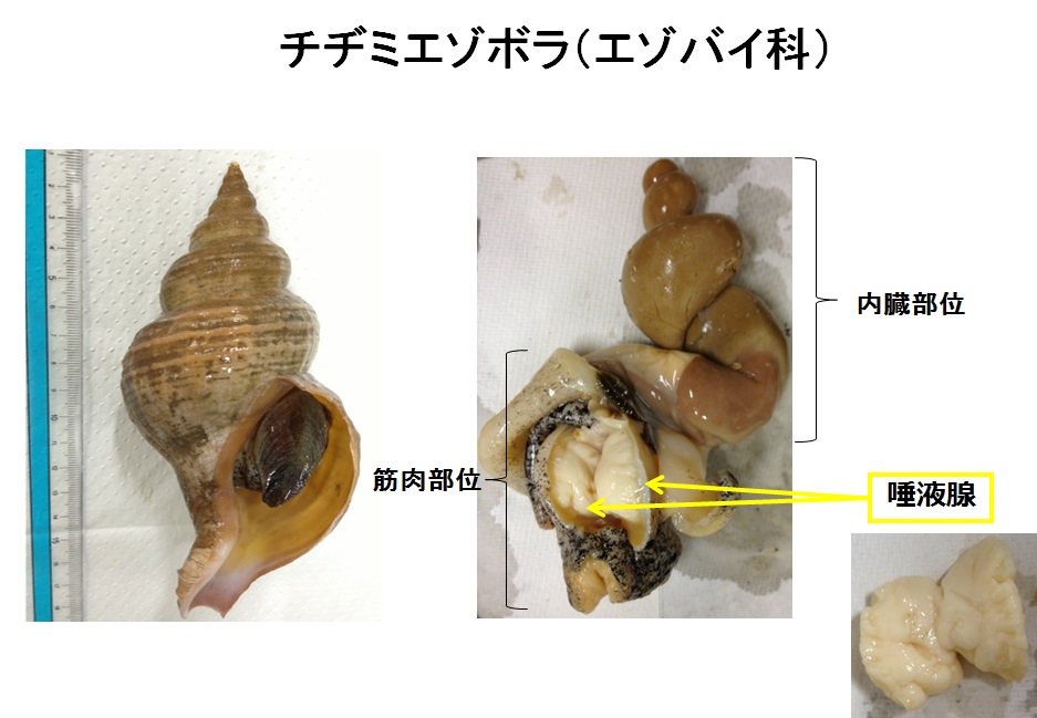 ツブ貝による食中毒にご用心 いわき市役所