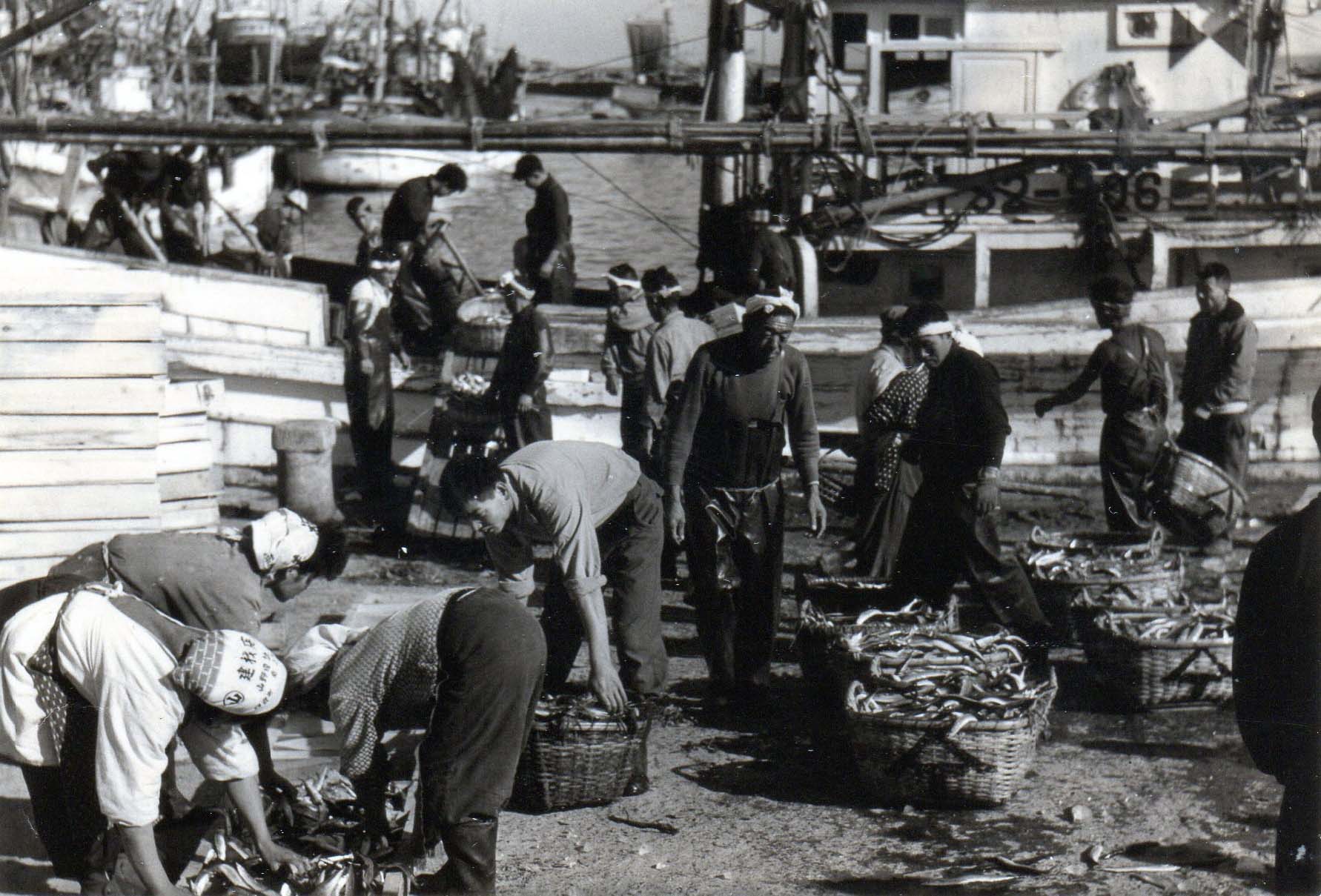 万漁に入れられた、水揚げされたサンマ・四倉港（昭和30年代、志賀親氏撮影）