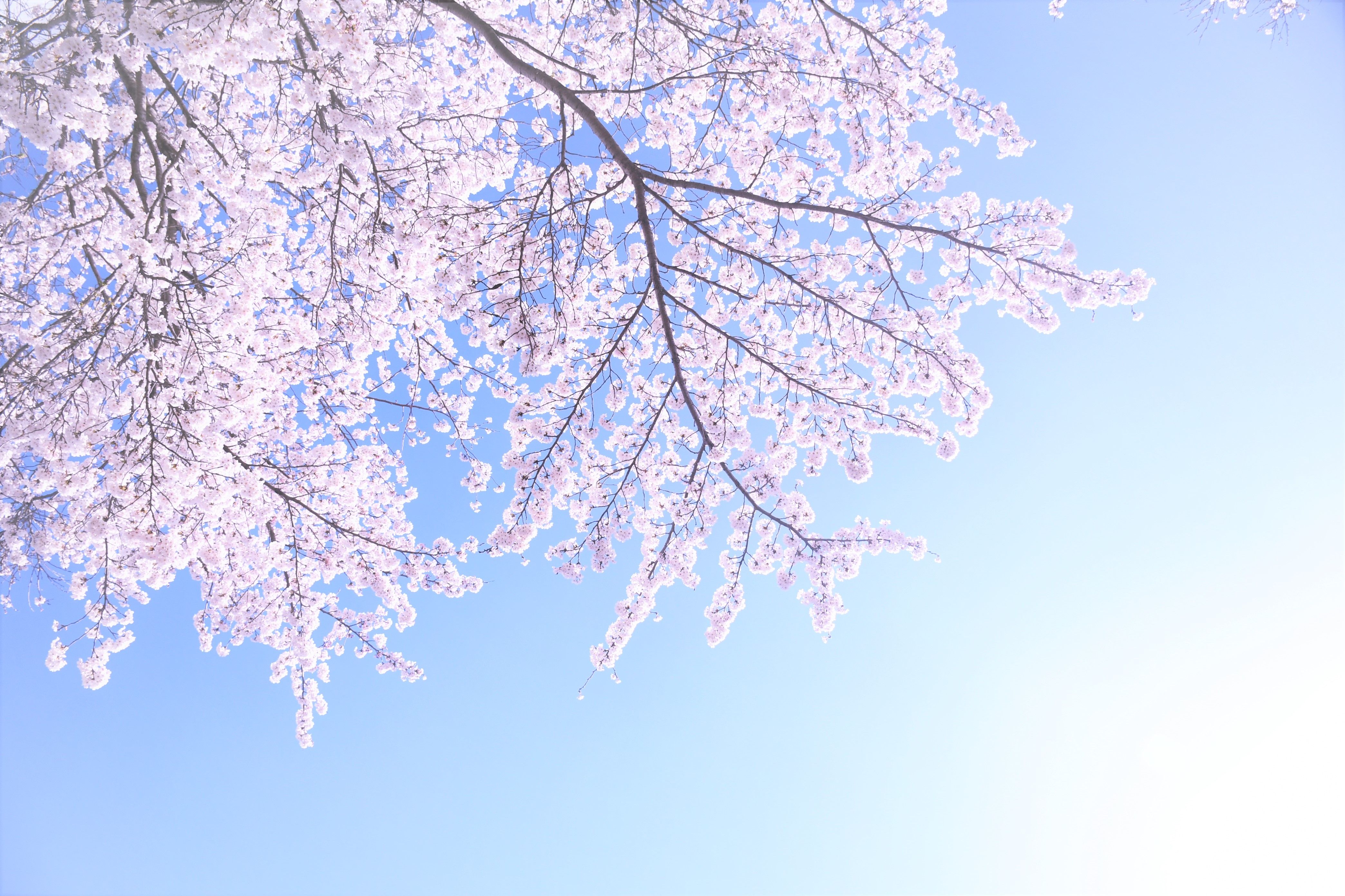 桜