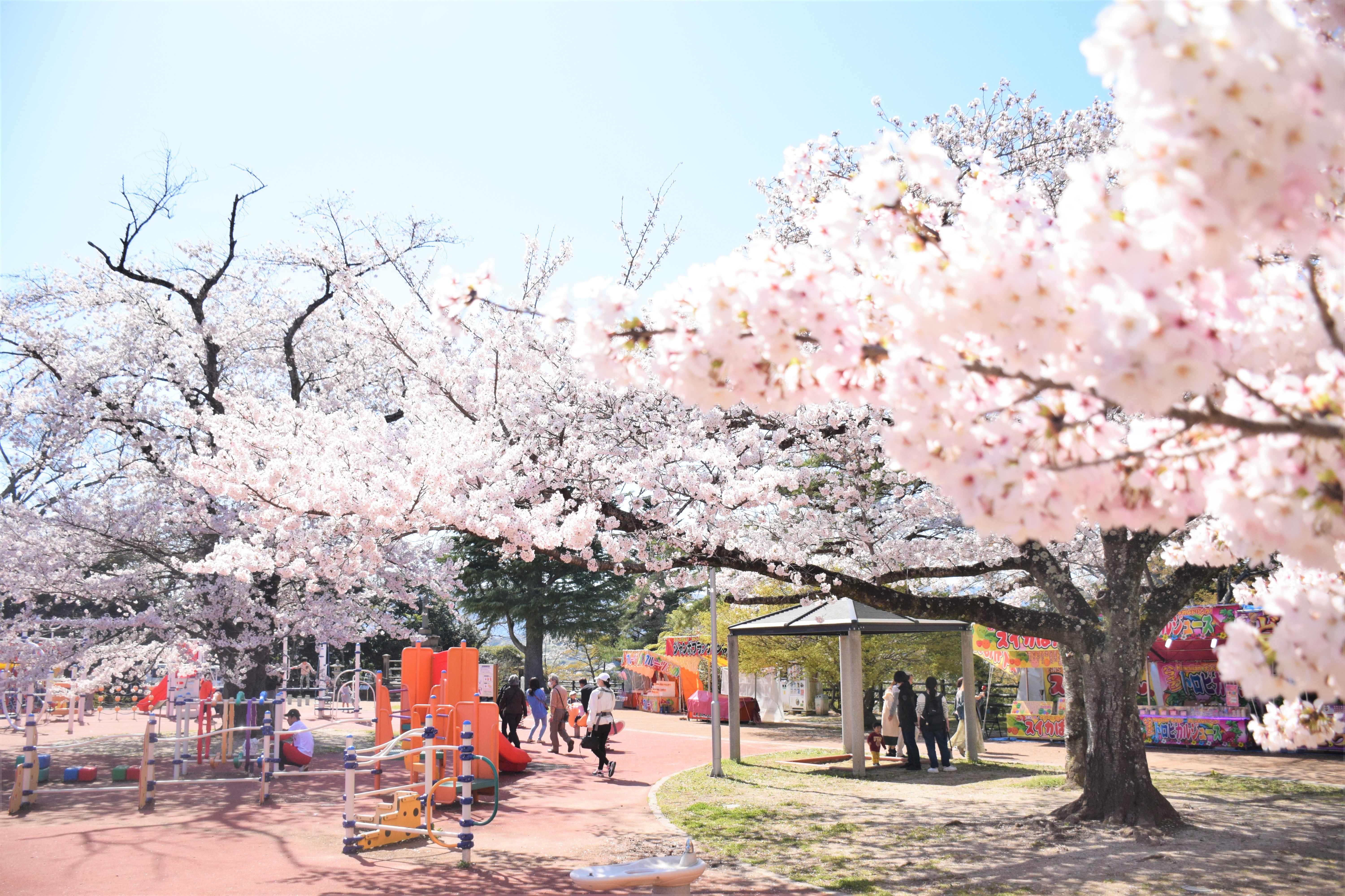 松ヶ丘公園の桜