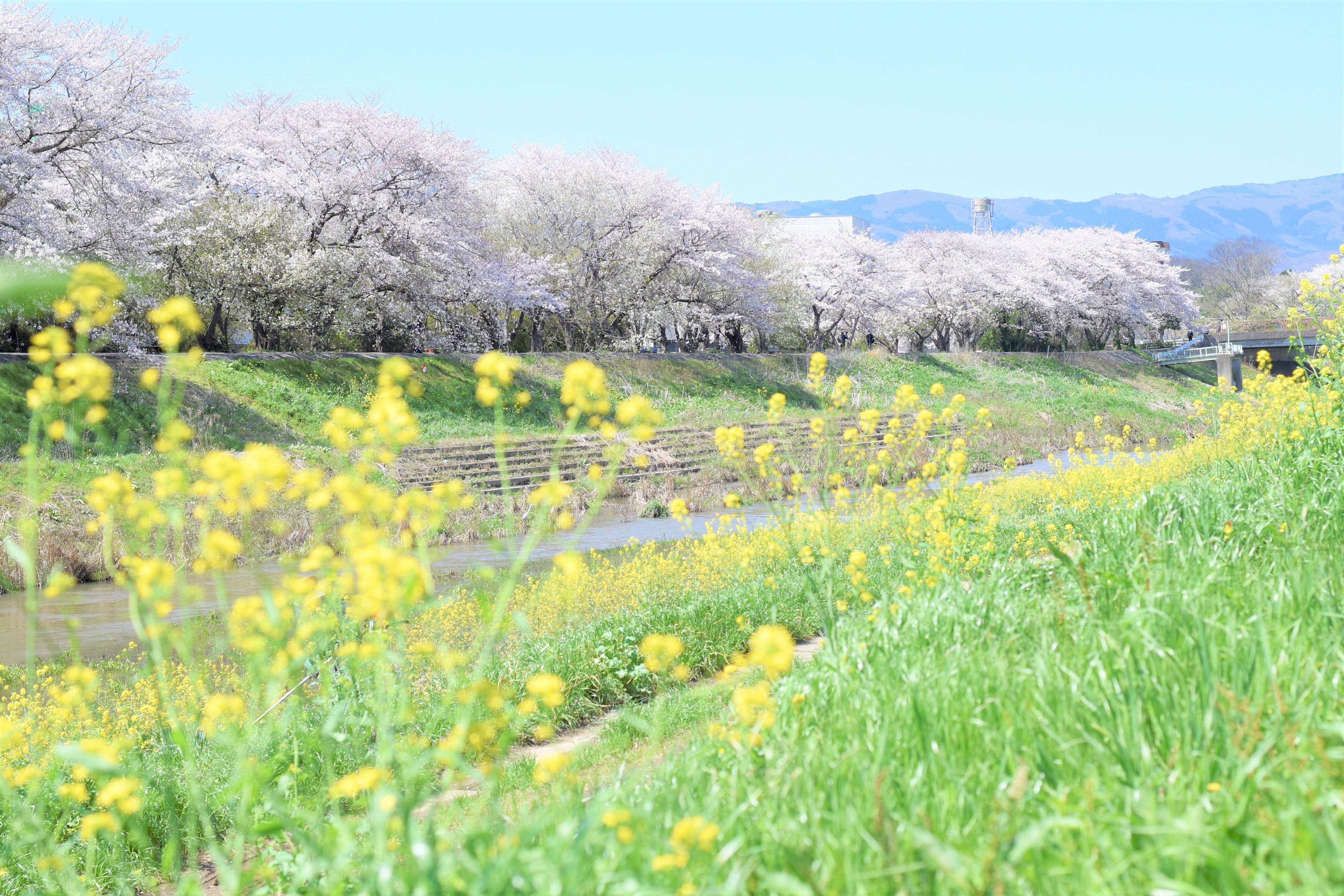 新川沿いの風景