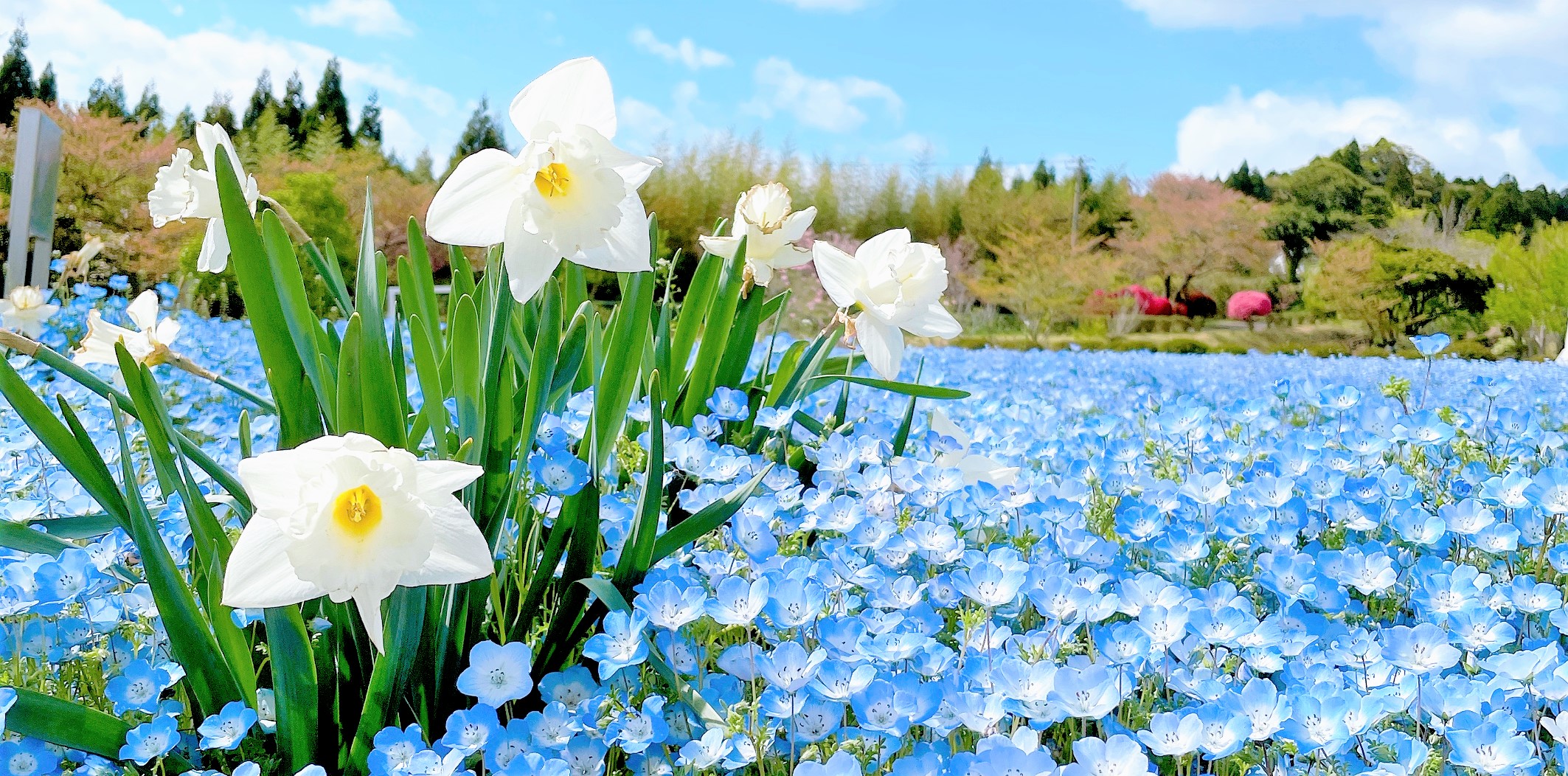 ネモフィラとスイセン