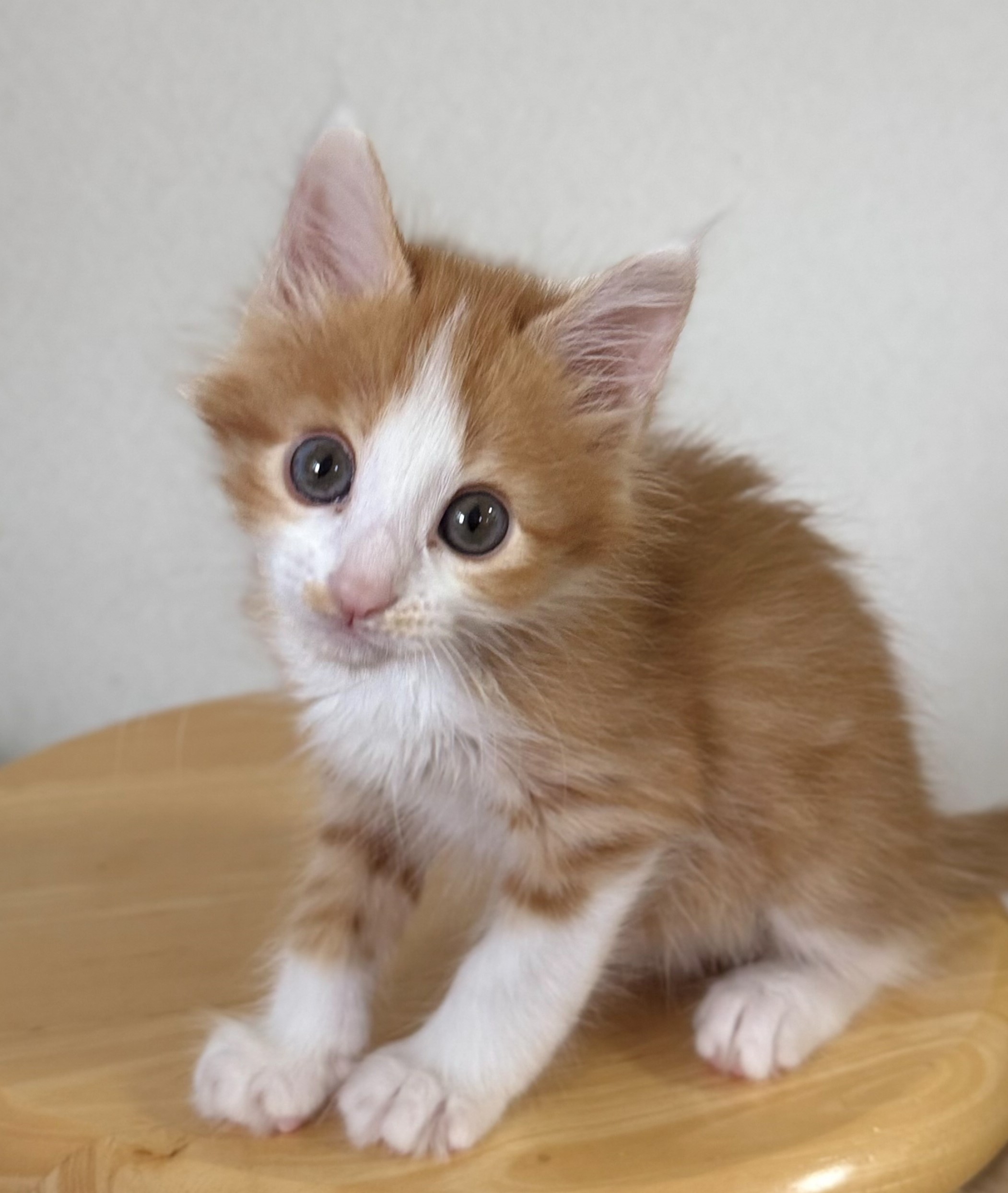 cat1-1