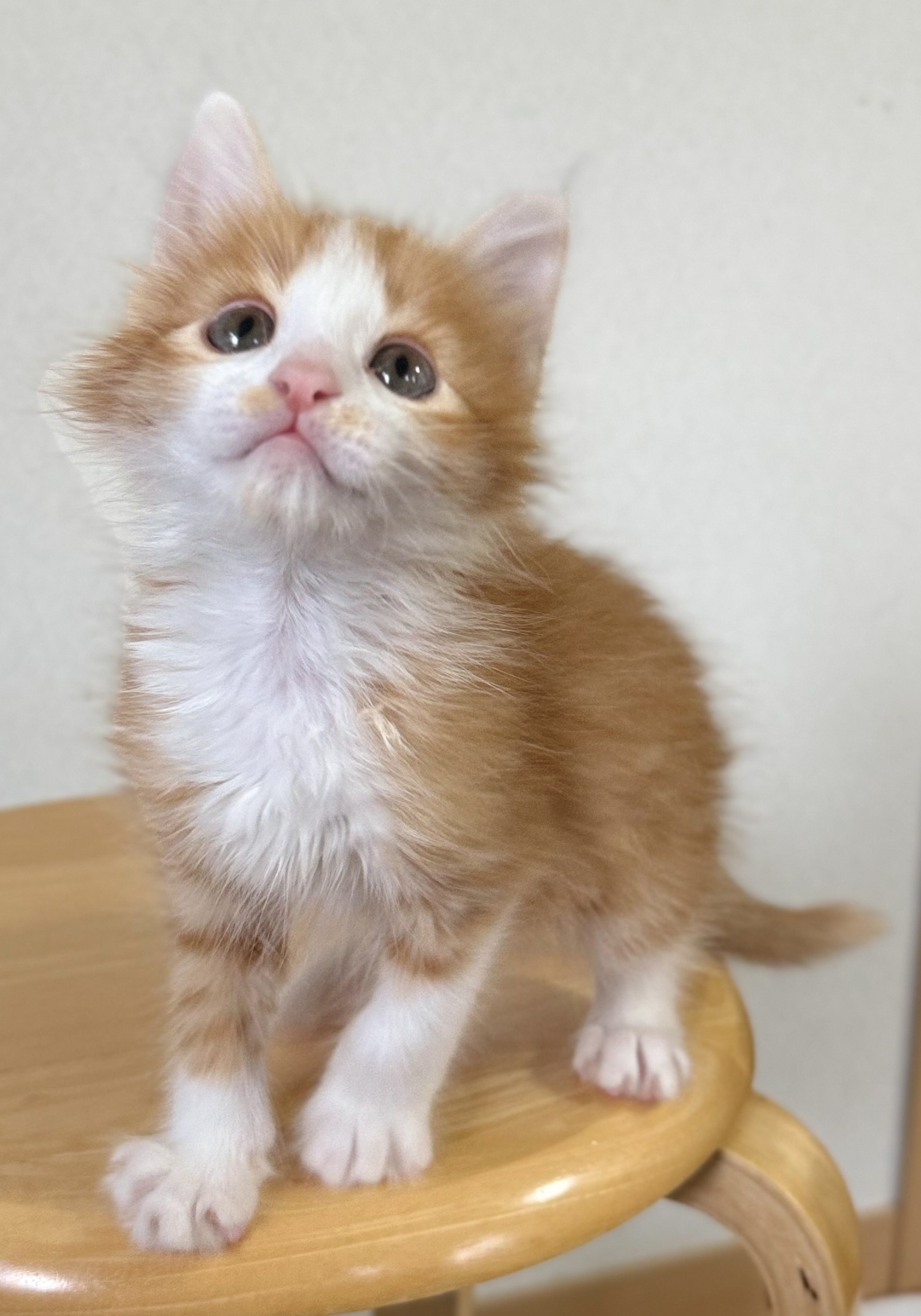 cat1-2