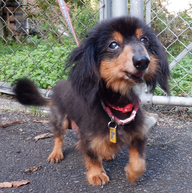 R7.6.13ダックス黒茶♂