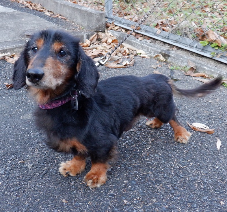 R7.9.4ダックス黒茶♂かんた