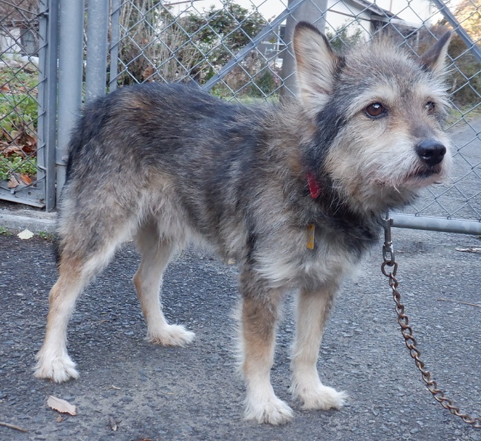 R7.9.24雑黒茶白♂かんた