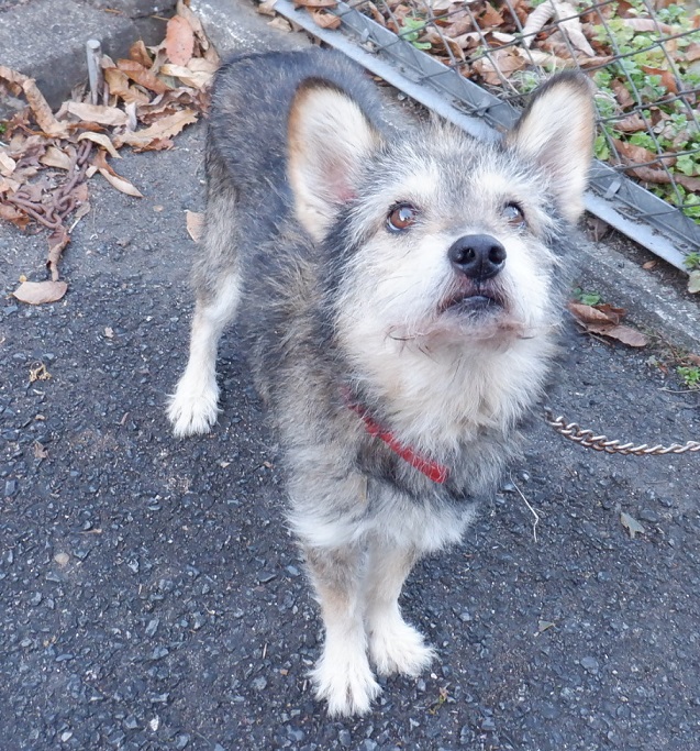 R7.9.24雑黒茶白♂もずく