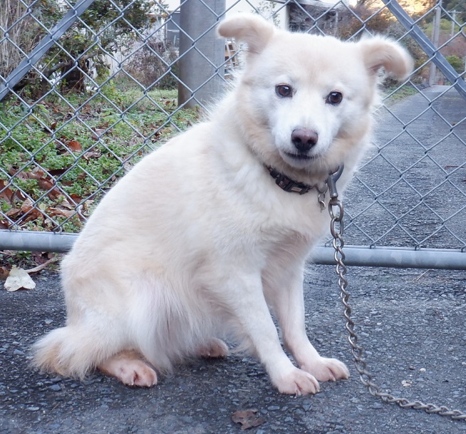 R7.3.31雑薄茶白♀うた