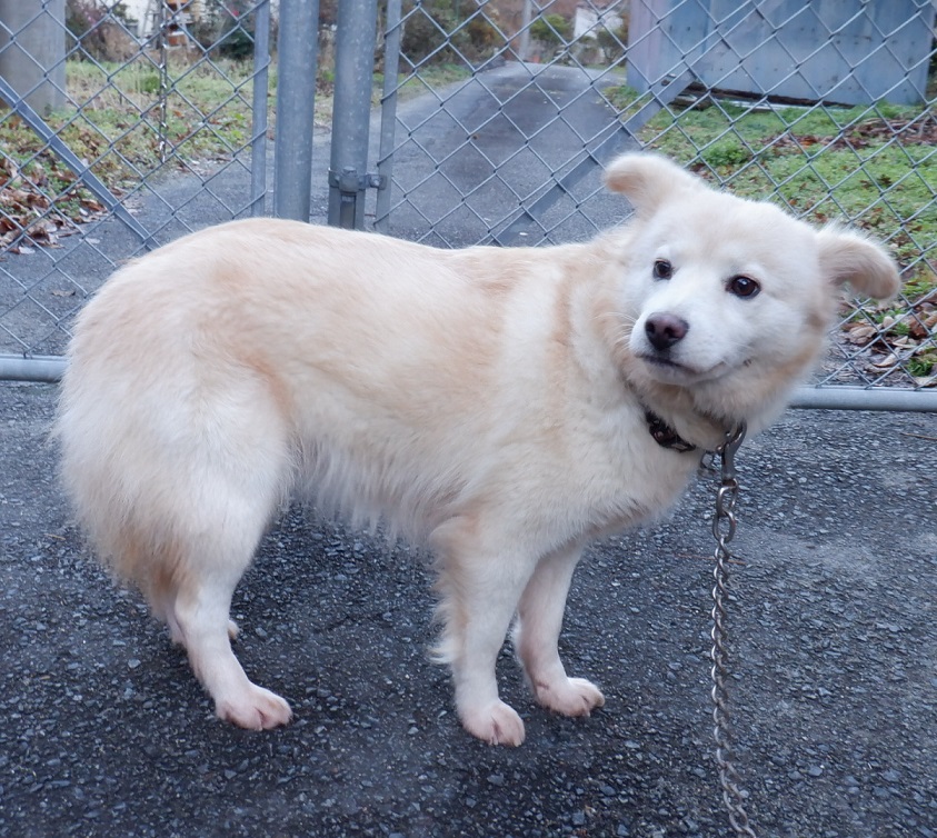 R7.3.31雑7薄茶白♀うた