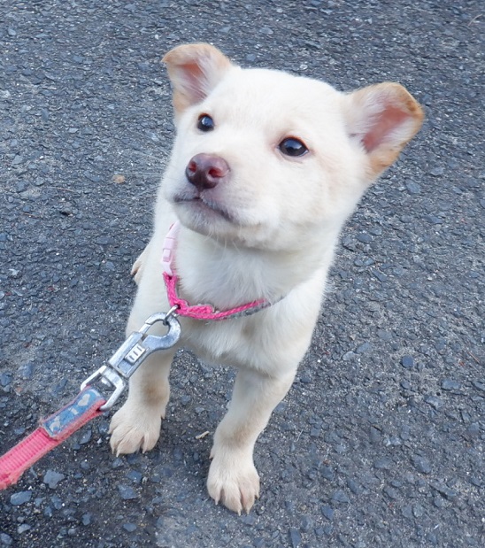 R7.12.10雑薄茶♂右京