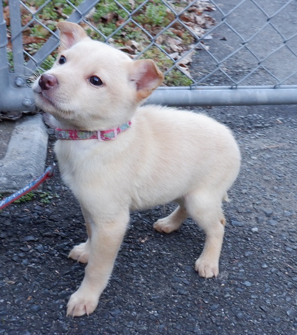 R7.12.10雑薄茶♂右京