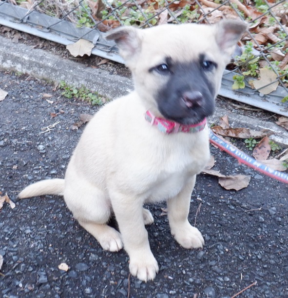 R7.12.10雑茶黒♂武蔵