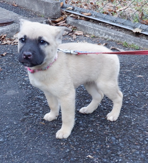 R7.12.10雑茶黒♂武蔵