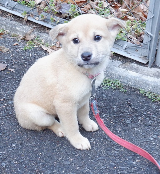 R7.12.10雑茶黒♂笑太