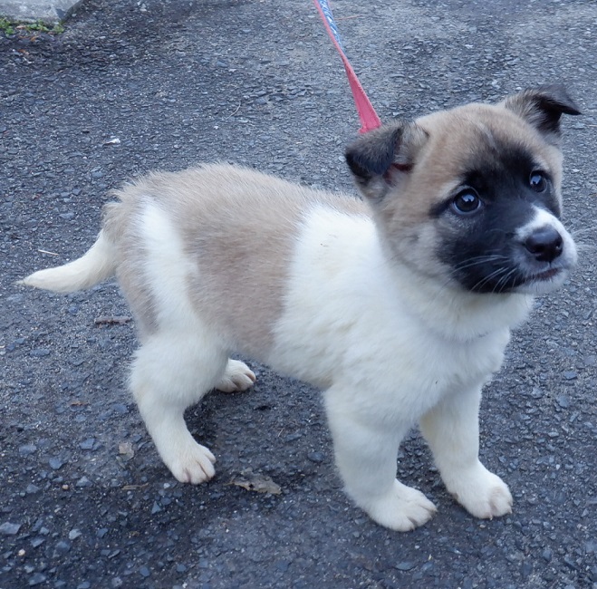 R7.12.10雑白茶黒♀久明