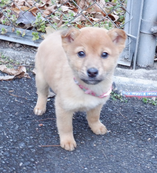 R7.12.10雑茶黒♀心音