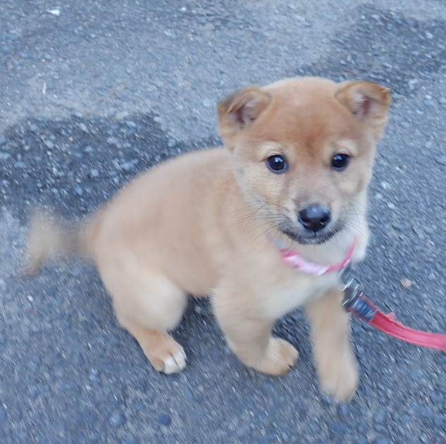 R7.12.10雑茶黒♀心音