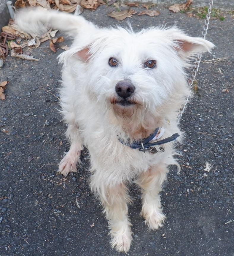 R7.10.30雑白♀りぼん