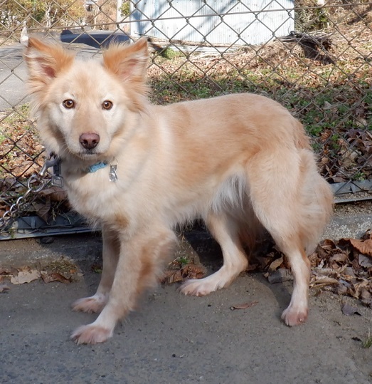 R7.3.14雑茶白♀ソラ