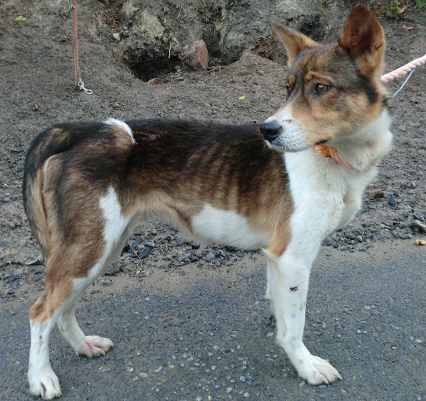 dog20241030-1