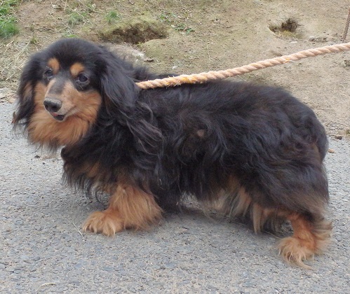 dog20250613-1