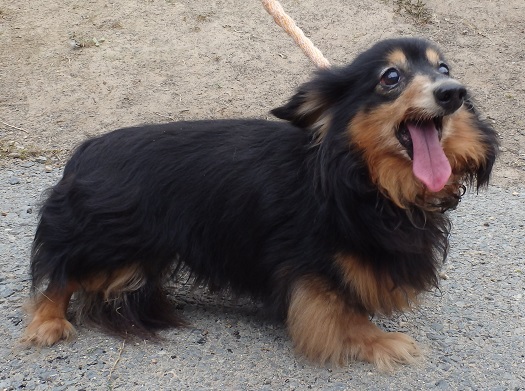 dog20250613-2