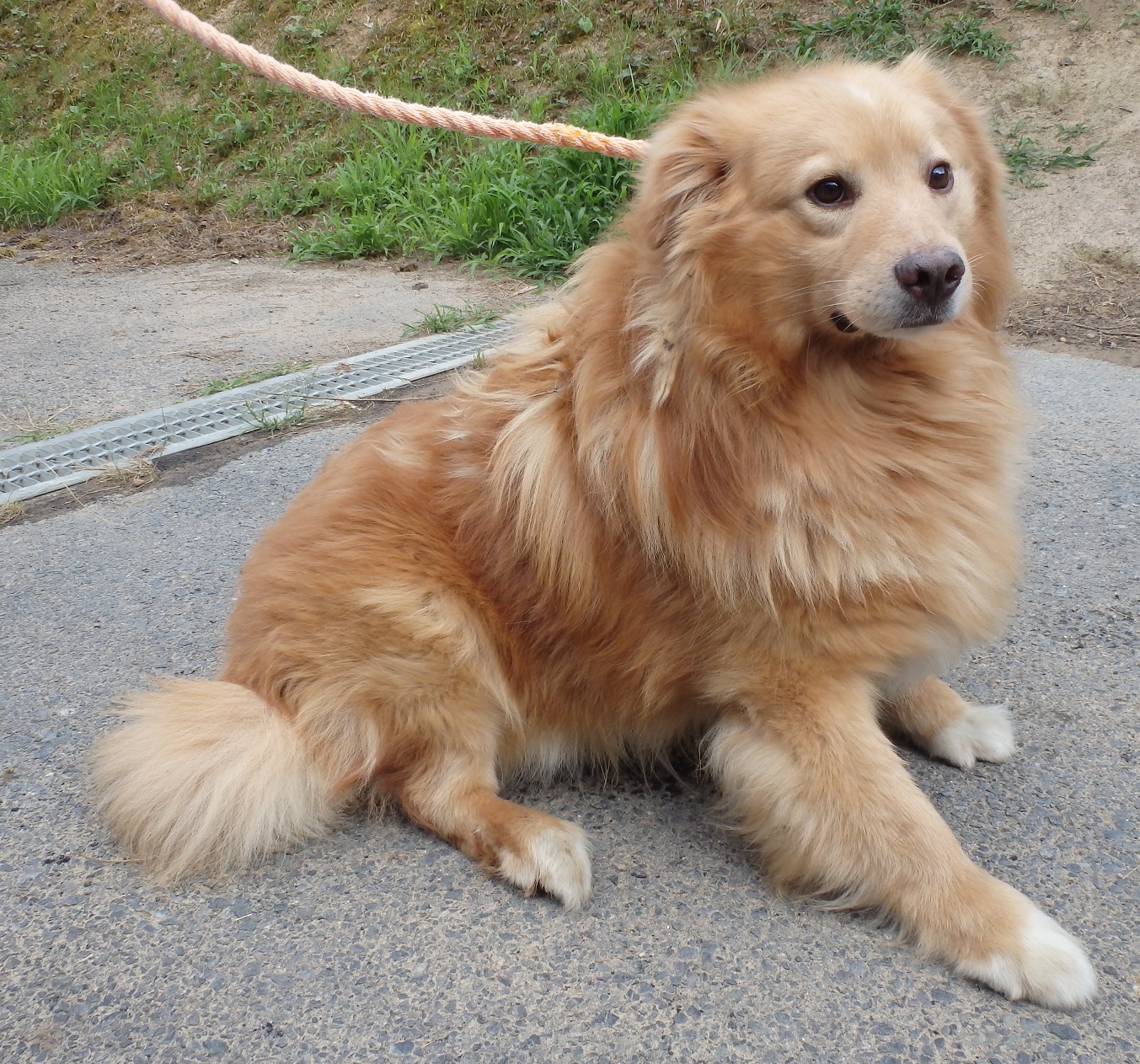 dog20250630