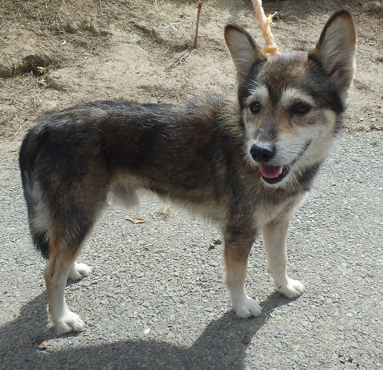 dog20250924