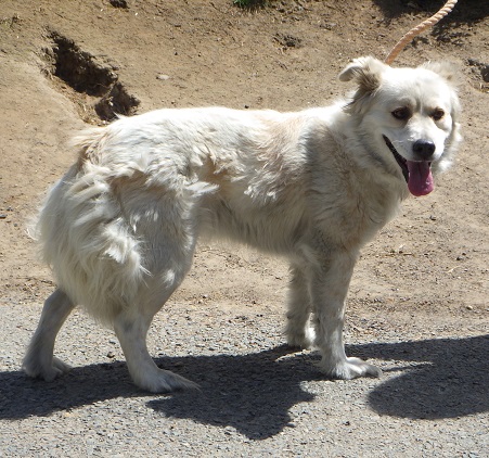 dog20260422-1