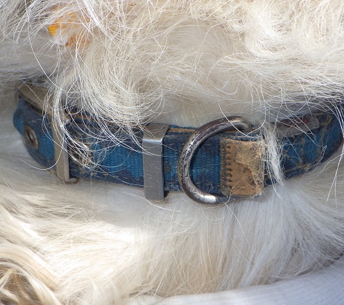 dog20260422-2