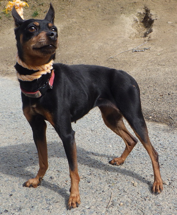 dog20260422-2