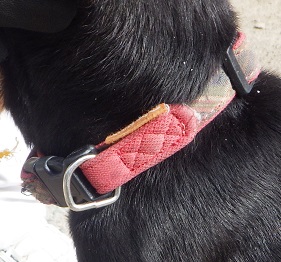 dog20260422-2-2
