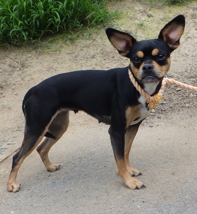 dog20260723-1