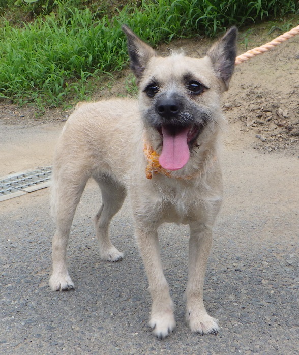 dog20260723-2