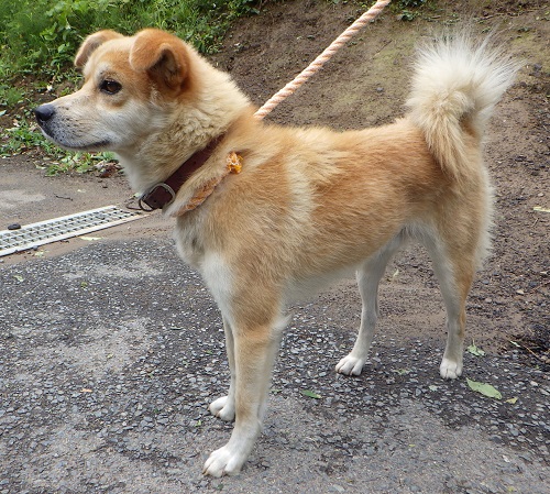 dog20260812