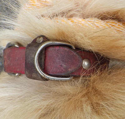 dog20260812