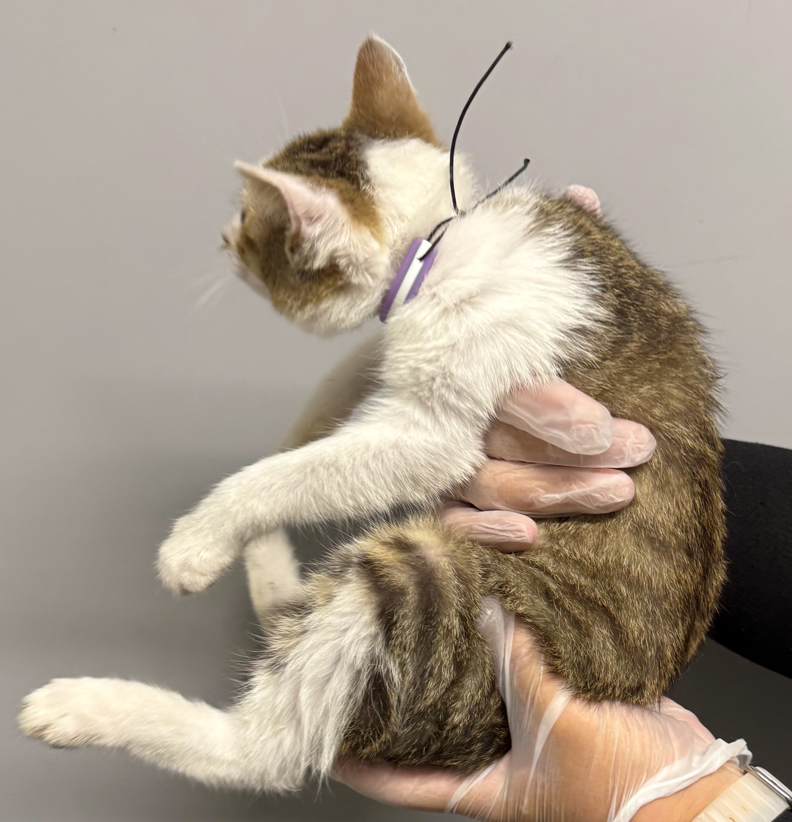 neko-2