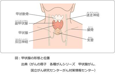 甲状腺の形態と位置