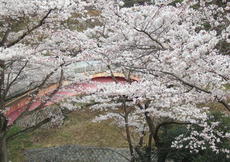 松ヶ岡公園橋と桜の様子