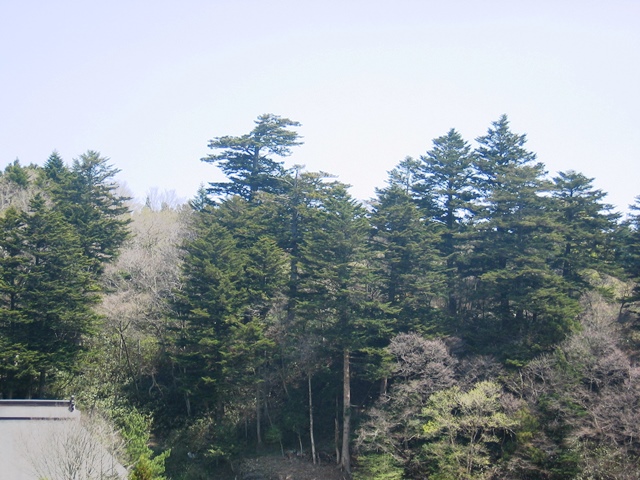 東松院のモミ群